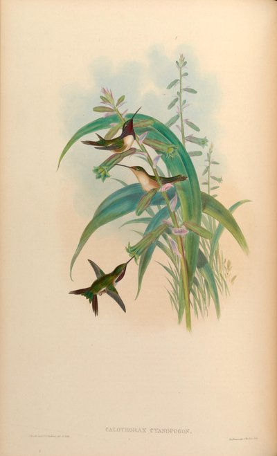 Calothorax cyanopogon = Calothorax lucifer cyanopogon by John Gould